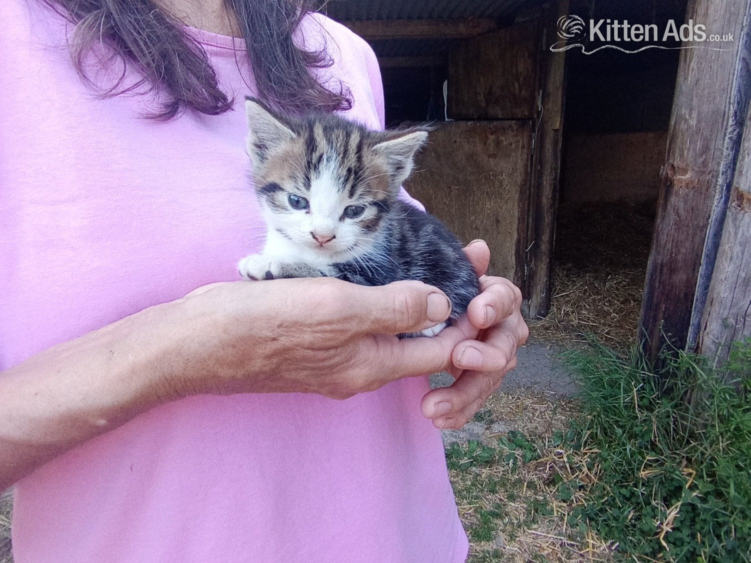  Cats and Kittens