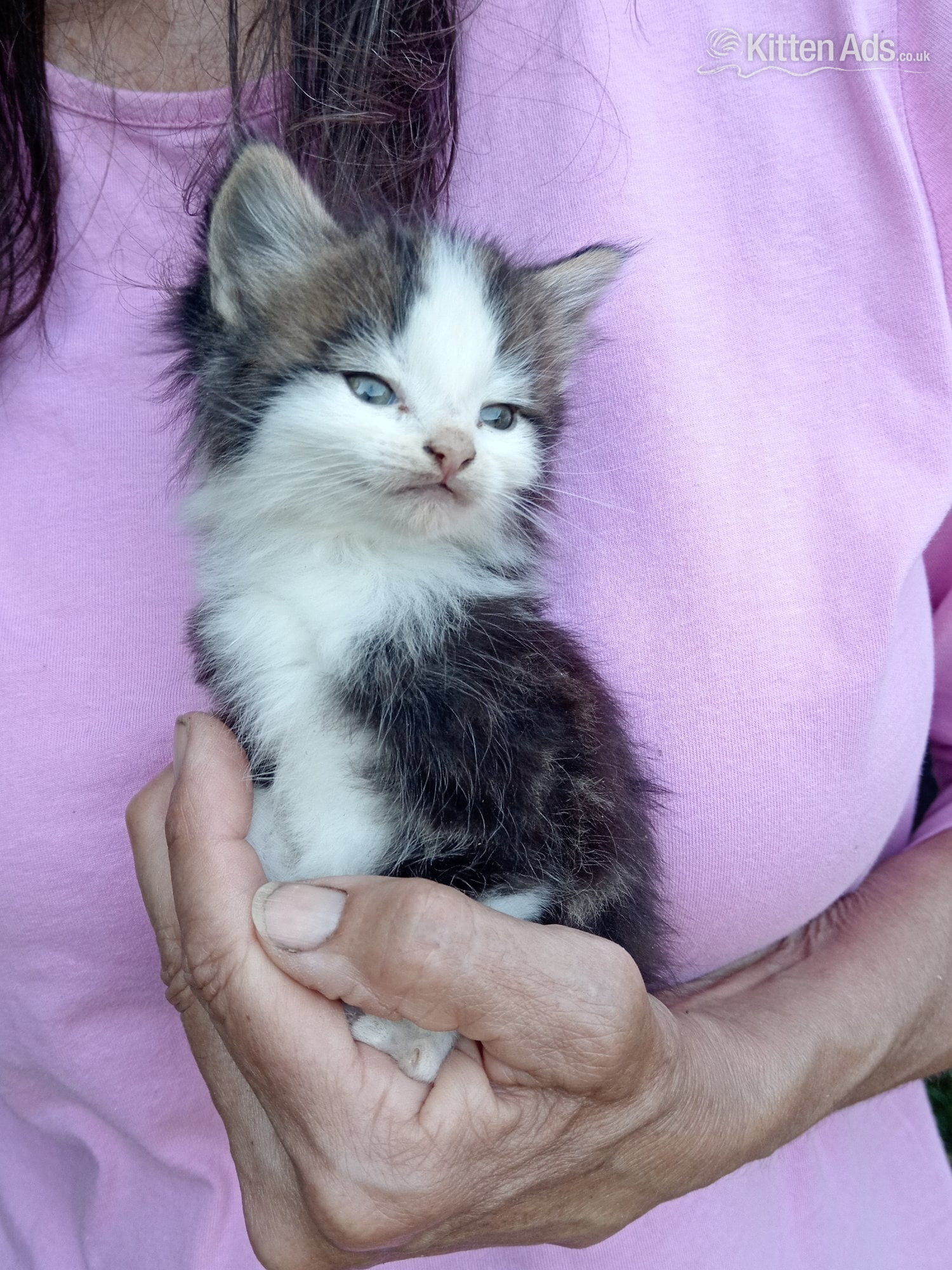 - Beautiful friendly kittens 