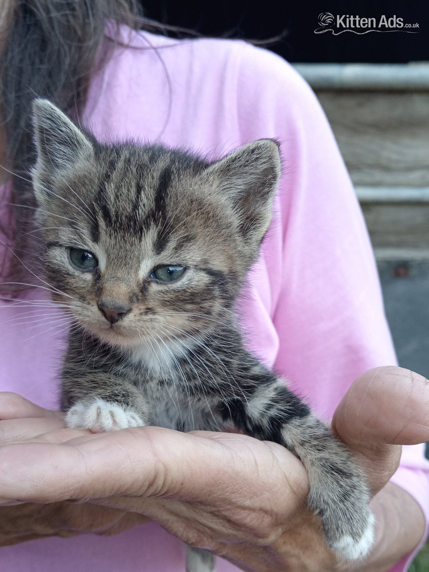 Beautiful friendly kittens  - 