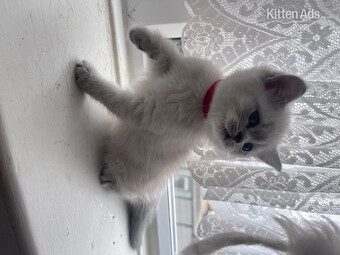 BEAUTIFUL British Shorthair Kittens!