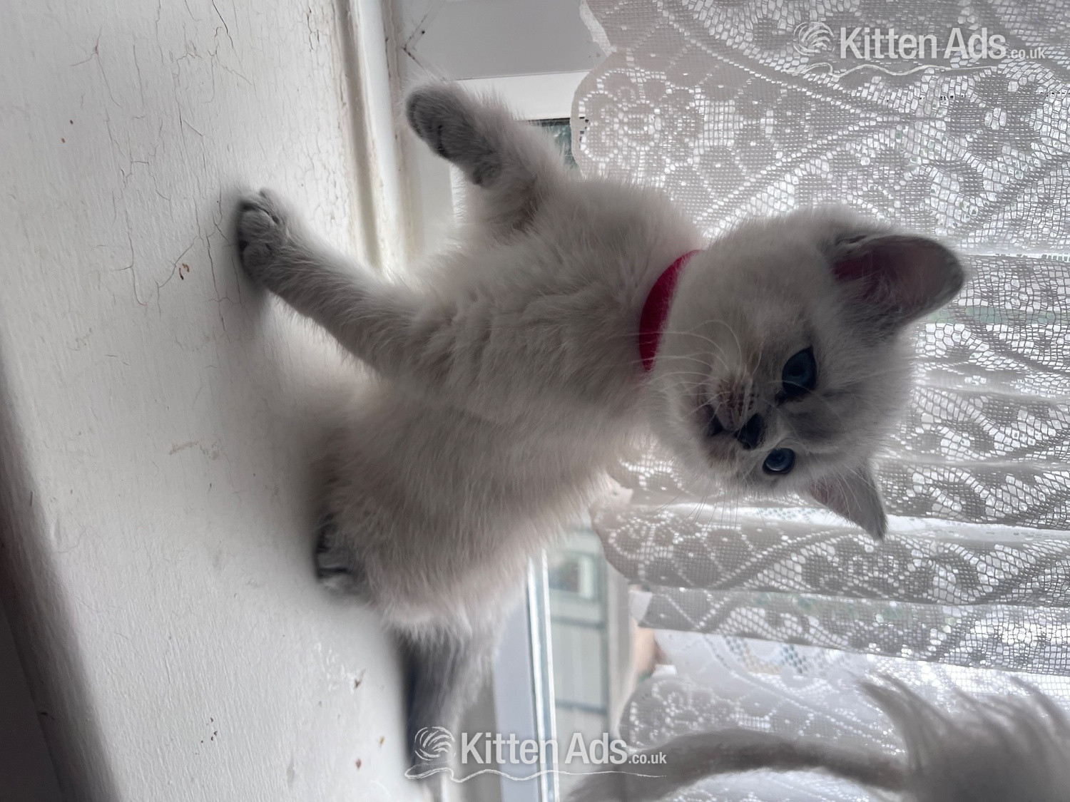 BEAUTIFUL British Shorthair Kittens! in {LOCATION}