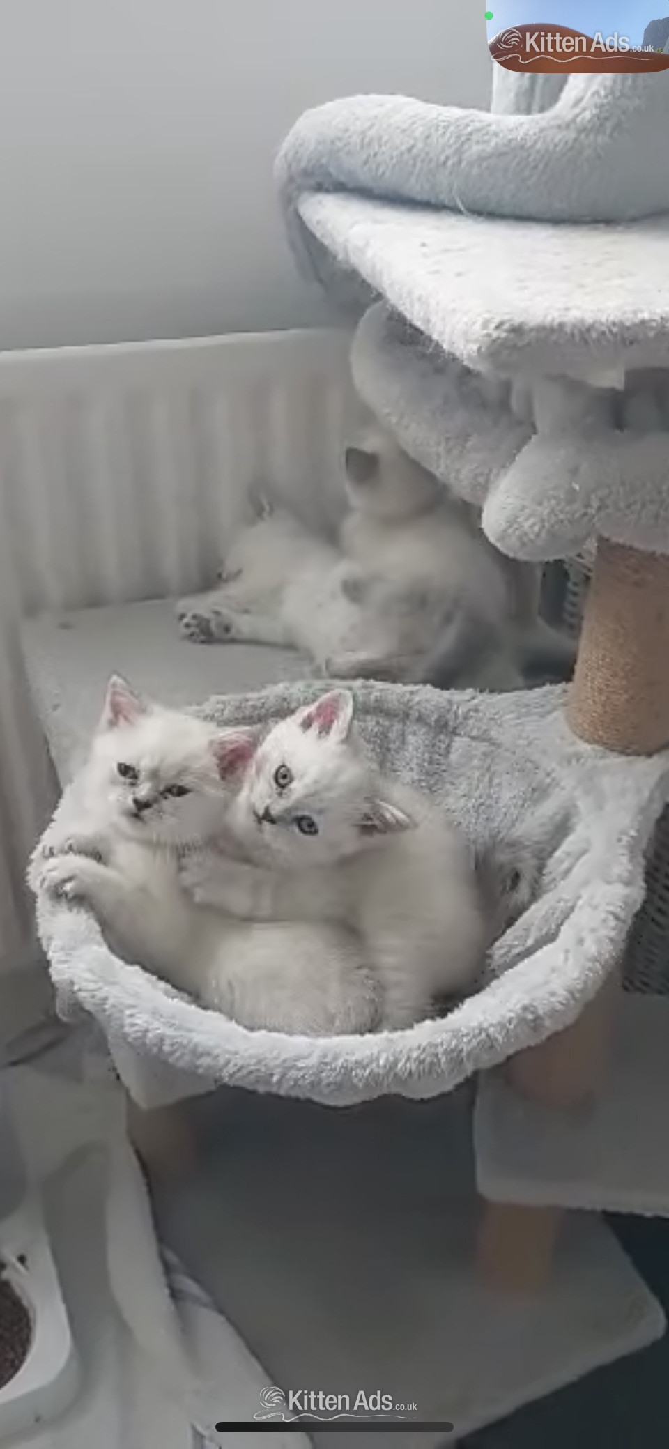  Cats and Kittens