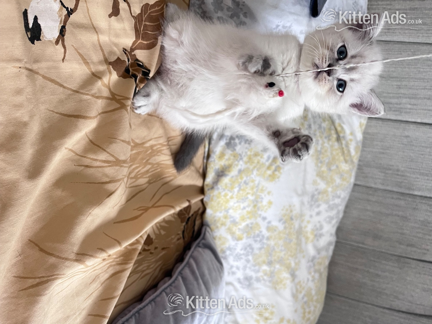  - BEAUTIFUL British Shorthair Kittens!