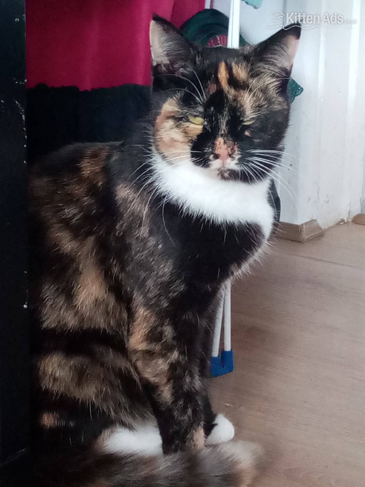 2 year old female tri colour cat in {LOCATION}