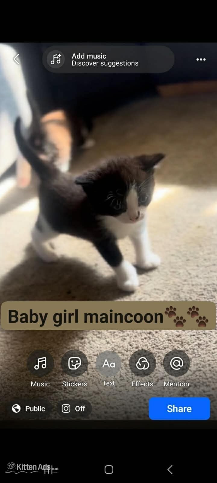 Maine Coon