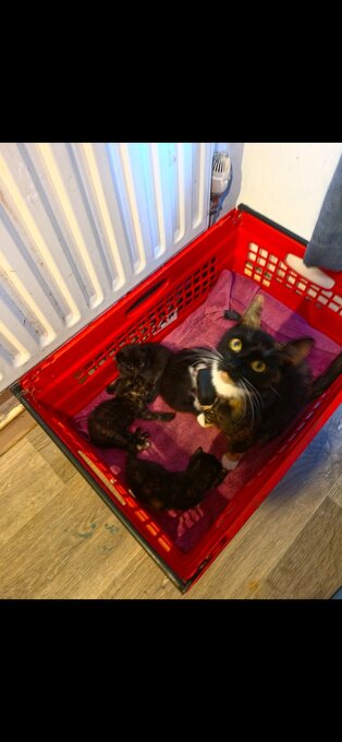 2 female kittens for sale