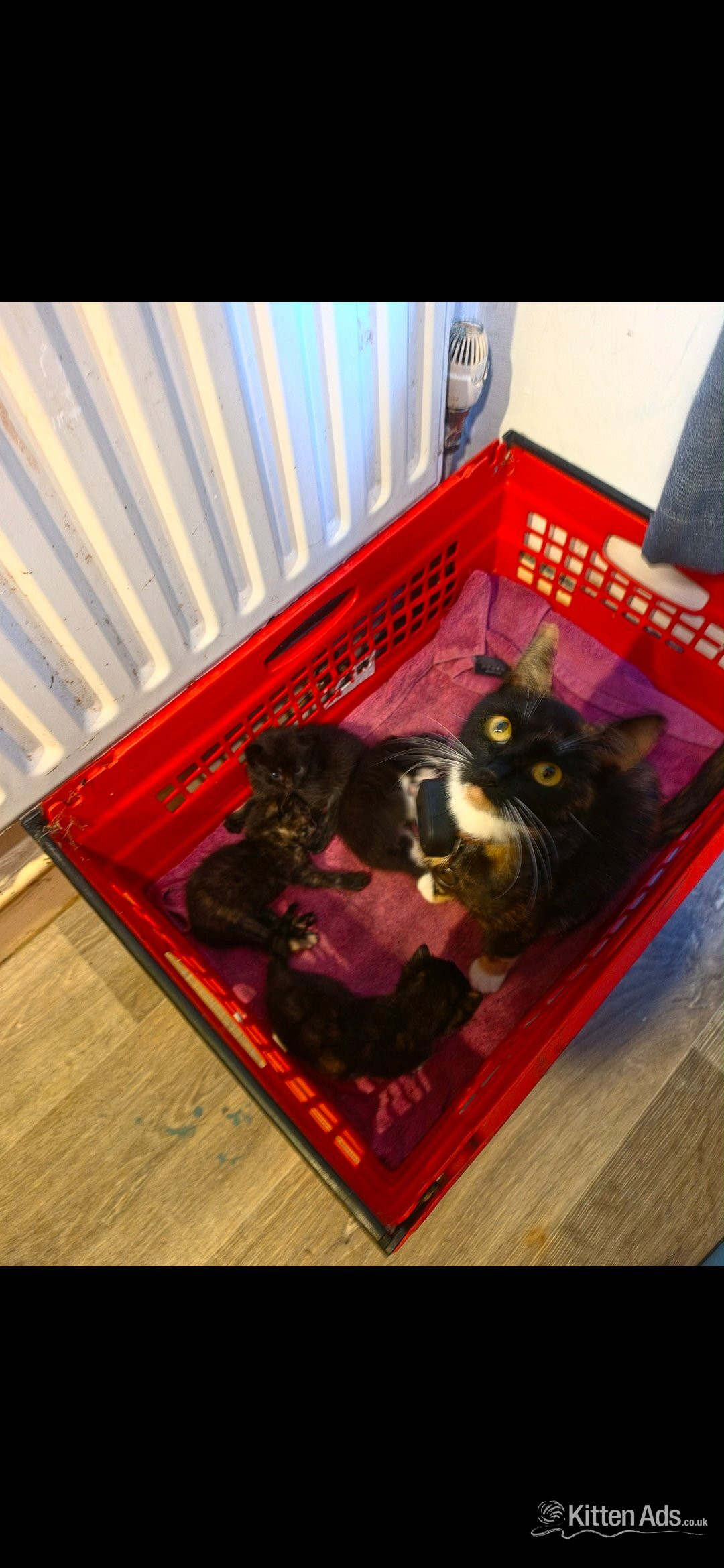 2 female kittens for sale in {LOCATION}