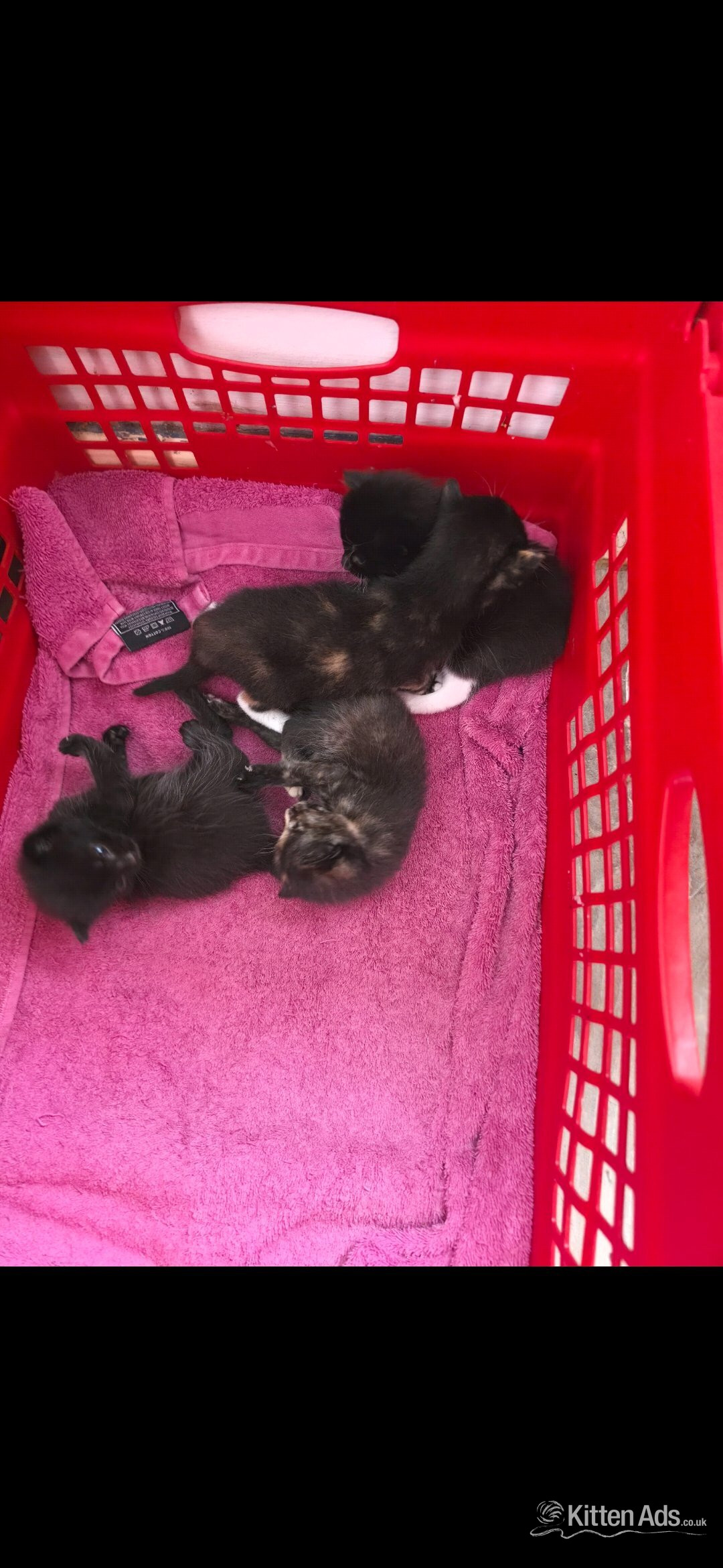 British Shorthair - 2 female kittens for sale