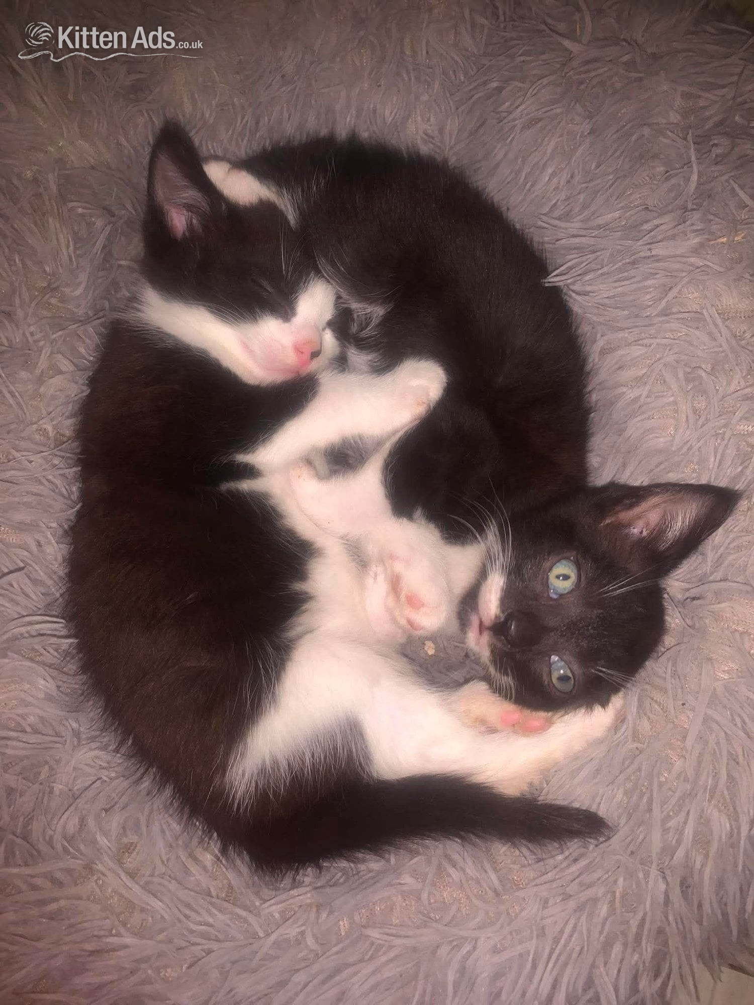 Mixed main coon calico  in {LOCATION}