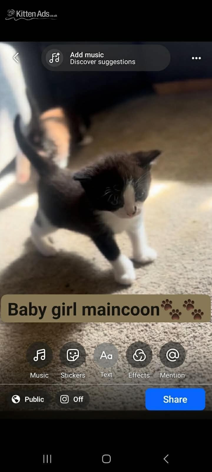 Maine Coon