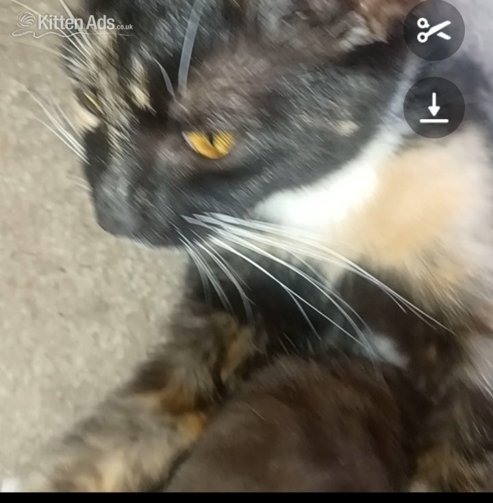 Mixed main coon calico  - Maine Coon