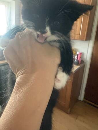 Black and white male kitten litter trained and eating 