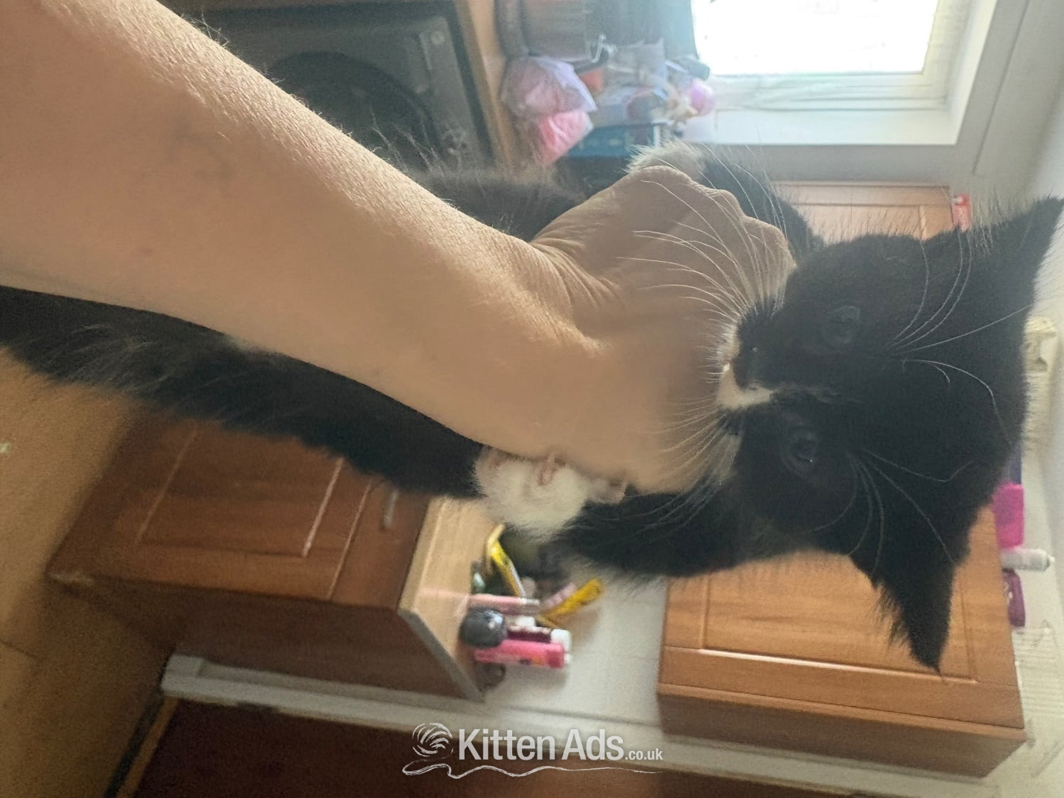  Cats and Kittens