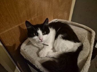 Rehoming 1 year old cat
