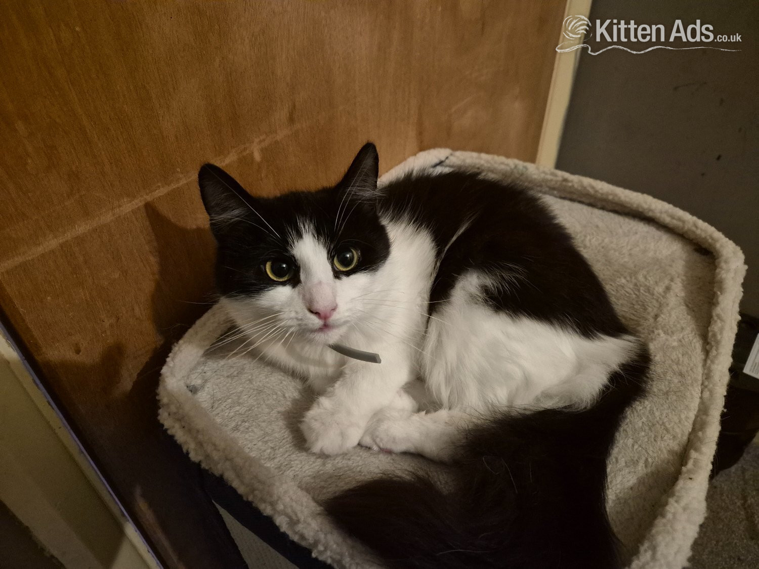 Rehoming 1 year old cat in {LOCATION}