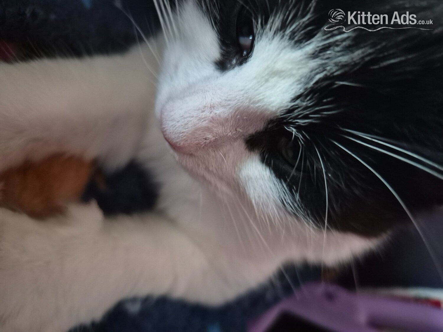  Cats and Kittens