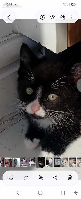 Beautiful rambunctious 10 week old kittens looking to find homes