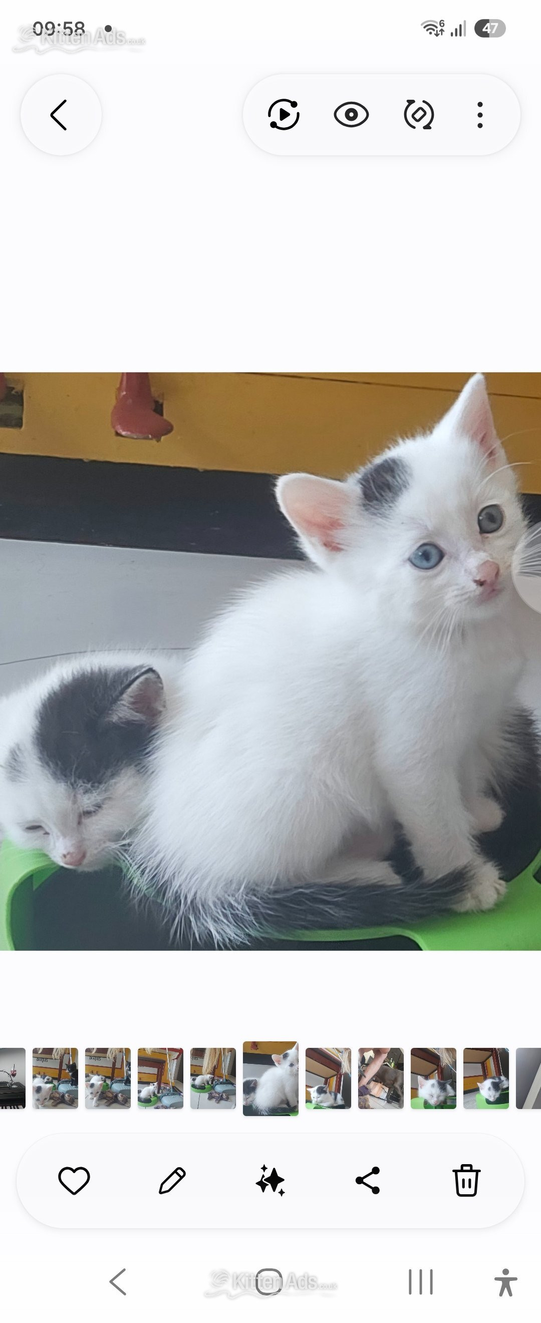  Cats and Kittens