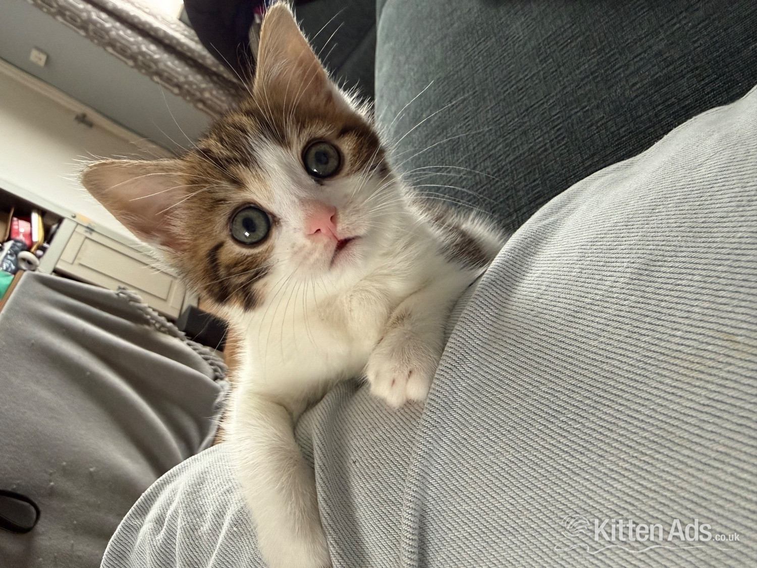 1 Female kitten for sale  in {LOCATION}