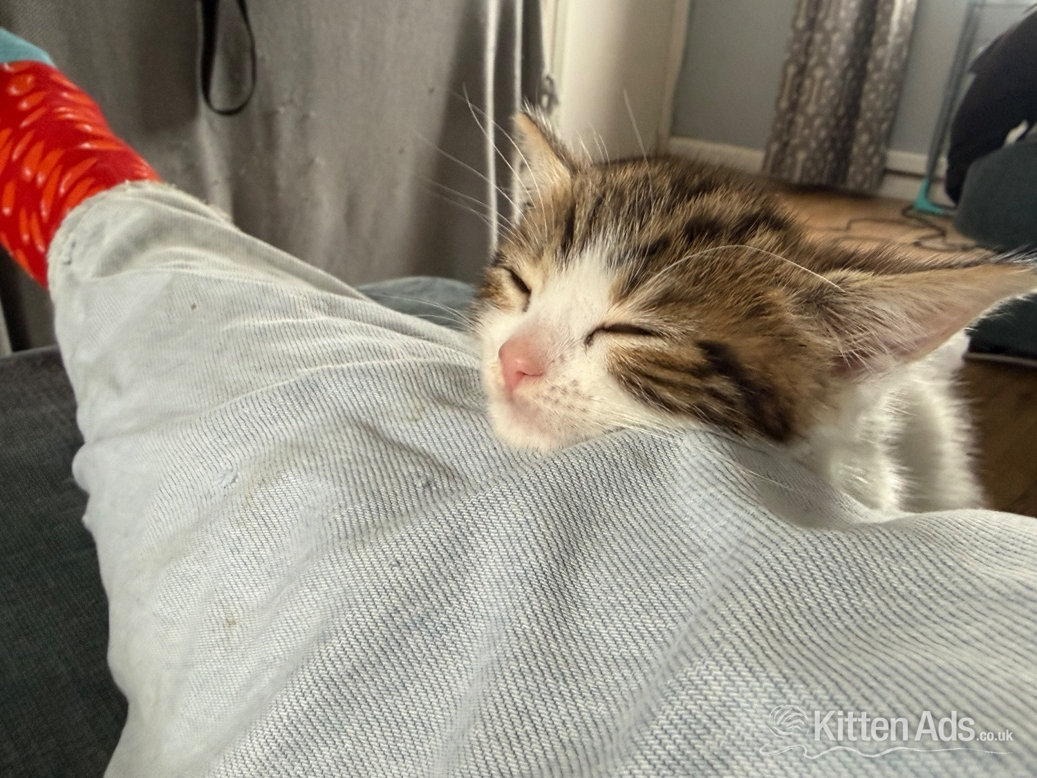  Cats and Kittens