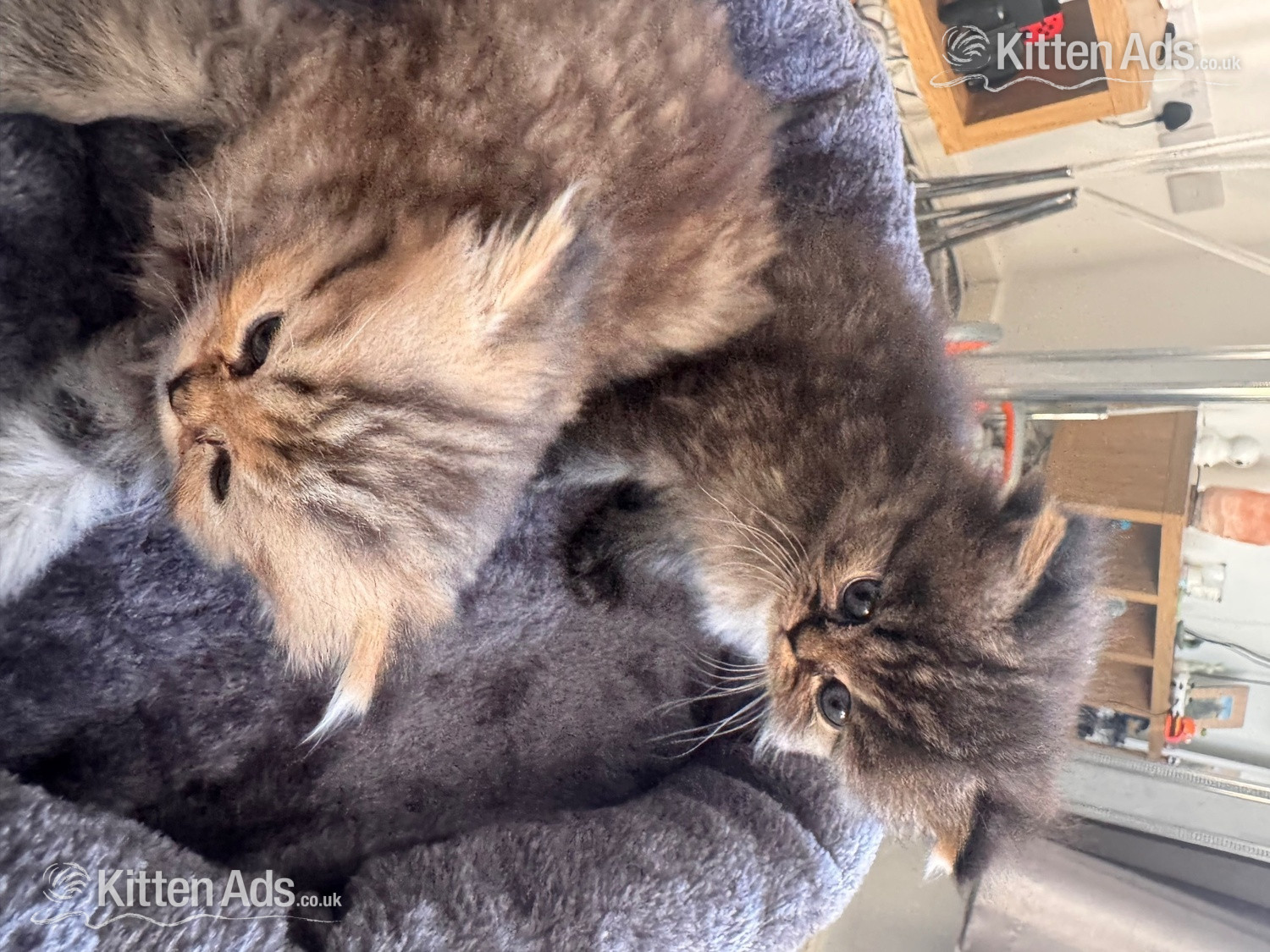 Stunning doll face Persian  in {LOCATION}