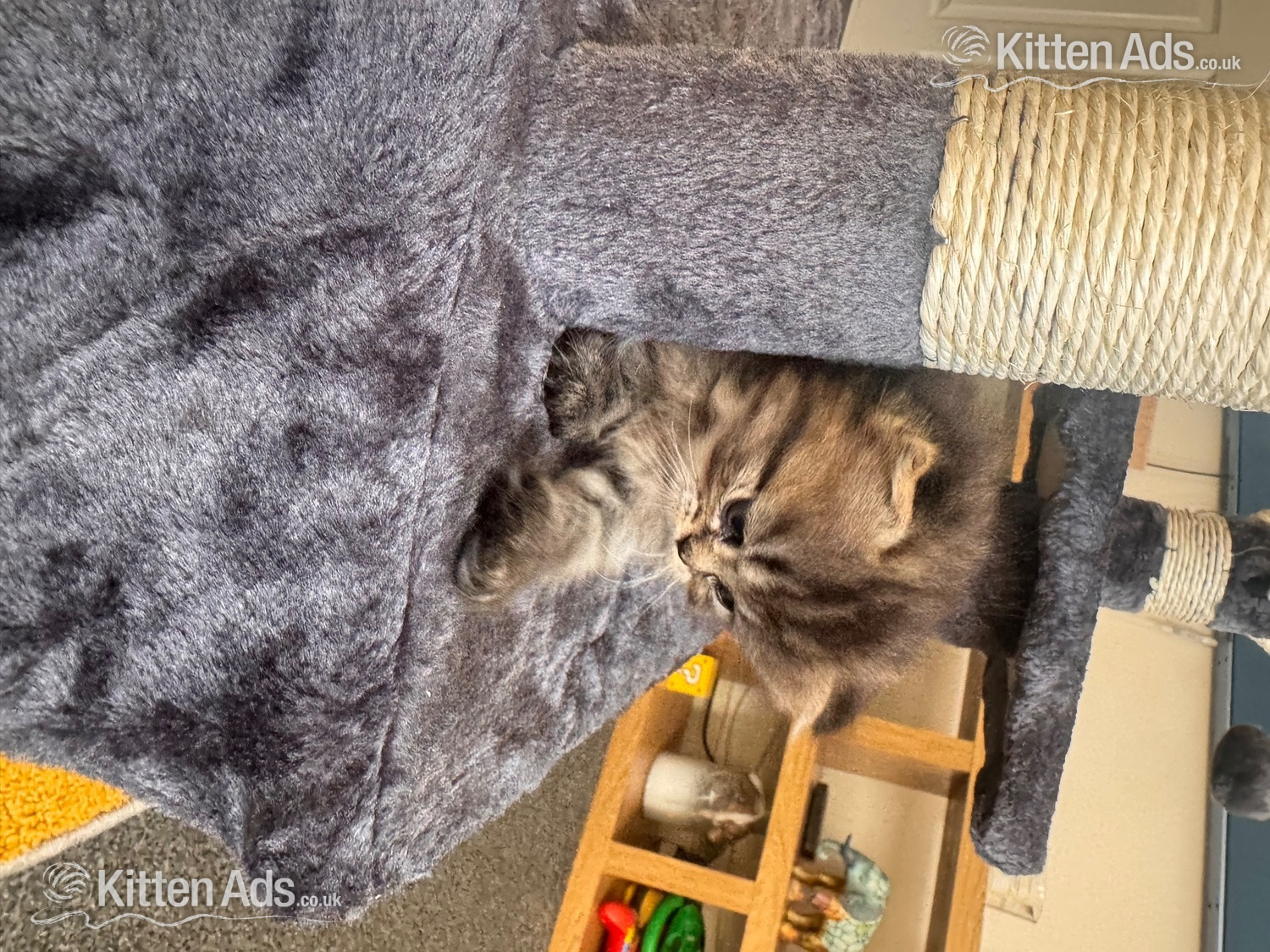  Cats and Kittens