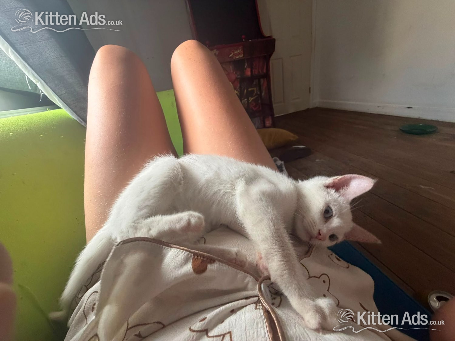 Beautiful pure white blue eyed boy 10 weeks old had first jab  in {LOCATION}