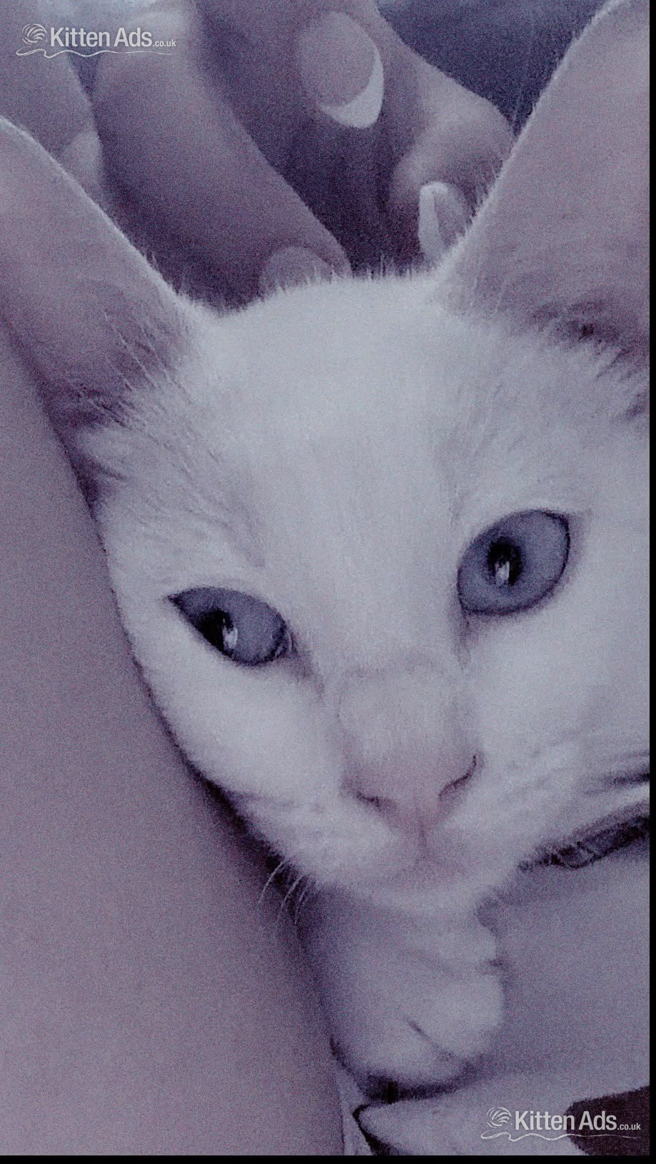  Cats and Kittens