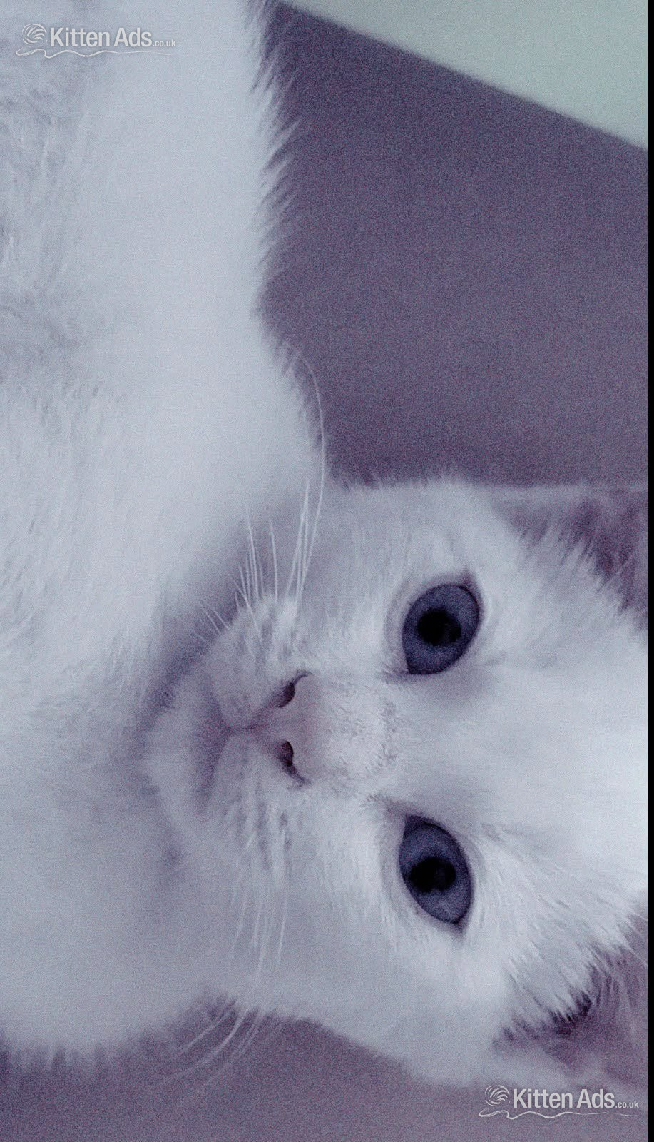  - Beautiful pure white blue eyed boy 10 weeks old had first jab 