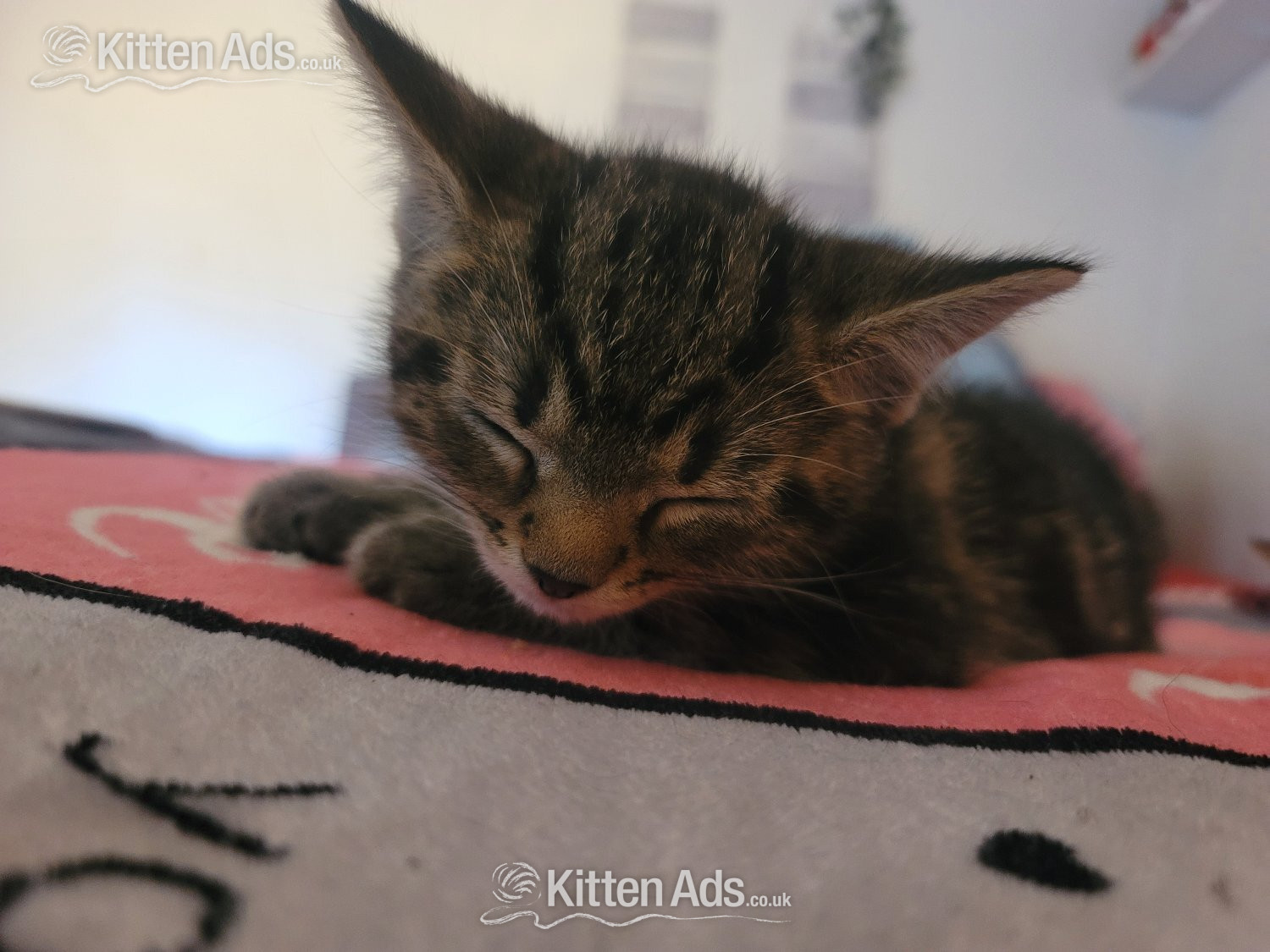 Male kittens need new home  in {LOCATION}