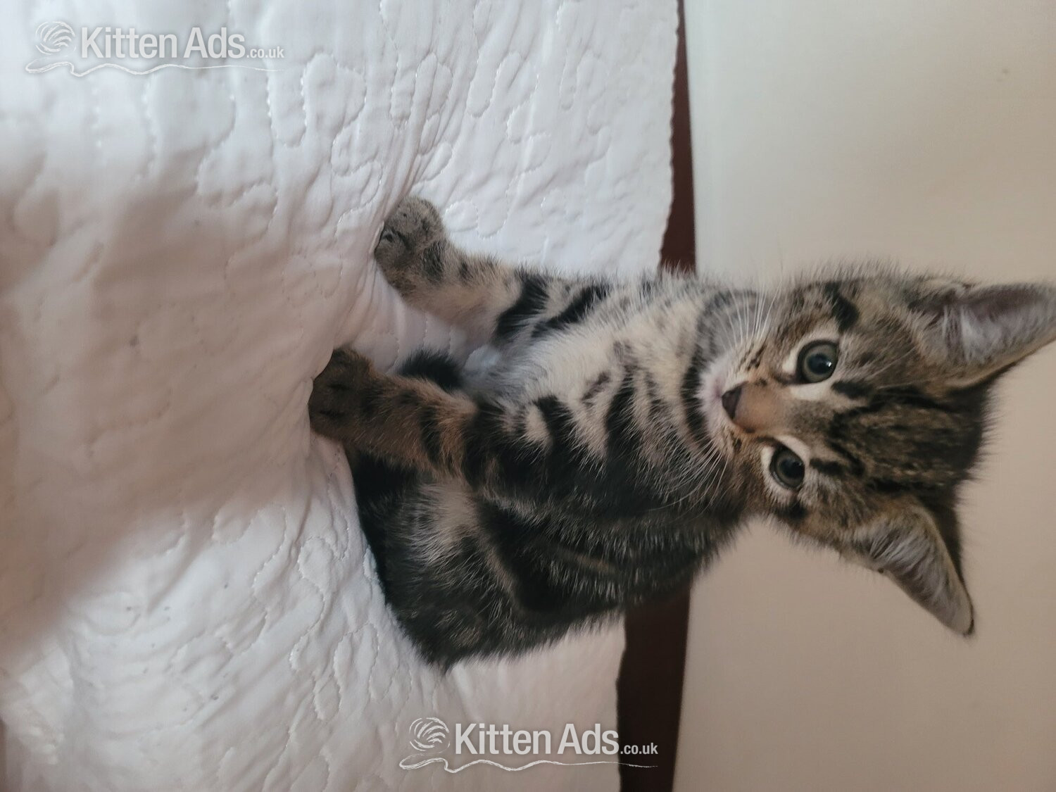  Cats and Kittens