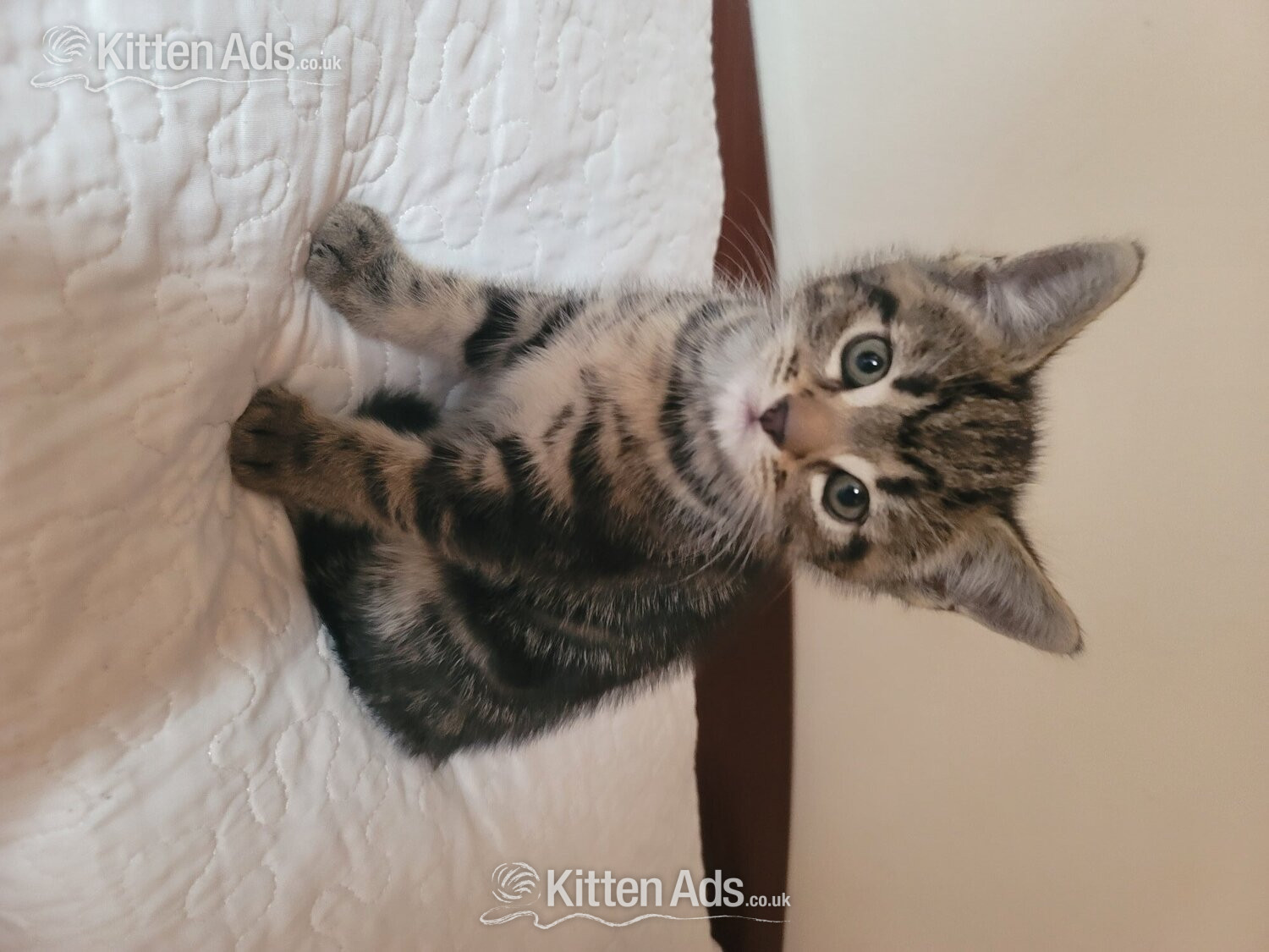  - Male kittens need new home 