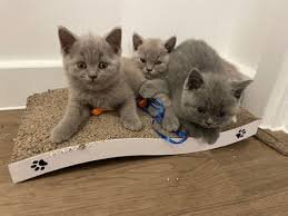 Pure Breed Tinker,mike,Ann,Cindy Kittens
