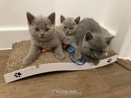 Pure Breed Tinker,mike,Ann,Cindy Kittens in {LOCATION}