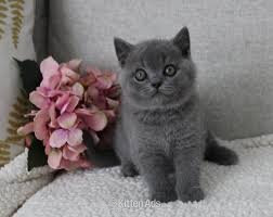British Shorthair Cats and Kittens