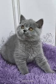 British Shorthair - Pure Breed Tinker,mike,Ann,Cindy Kittens
