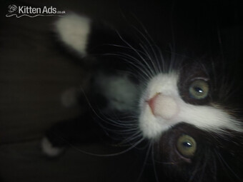 7 beautiful kittens for sale