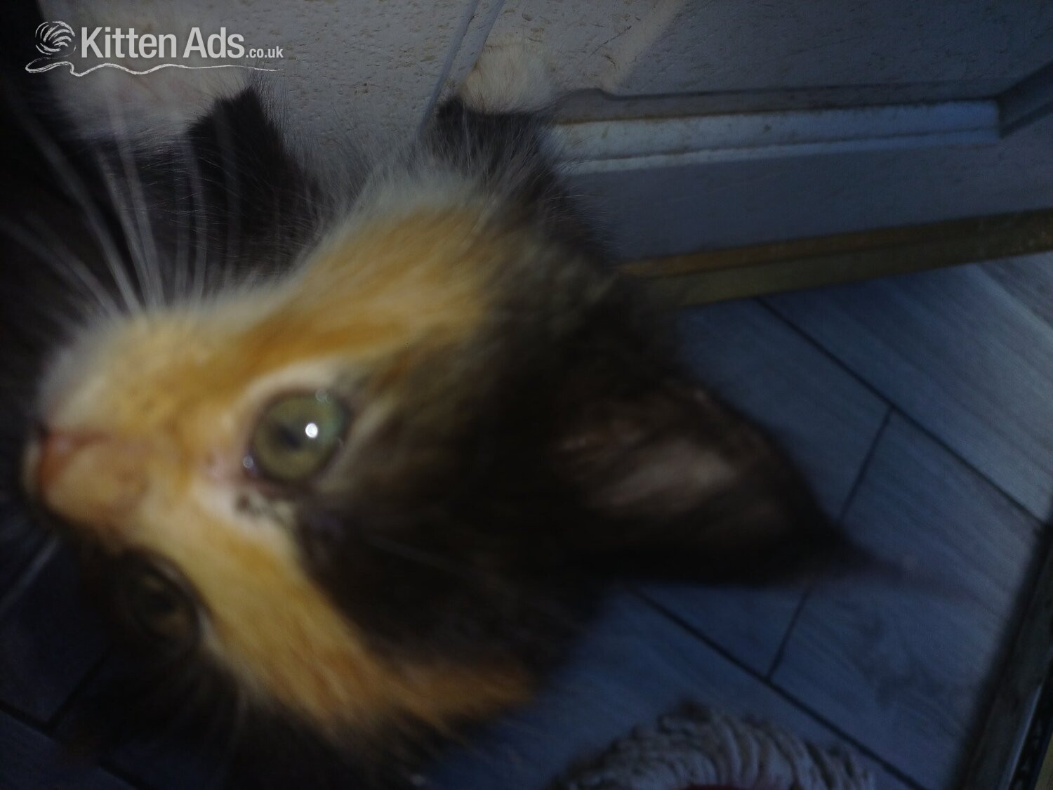 7 beautiful kittens for sale in {LOCATION}