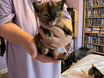 Two domestic kittens available 