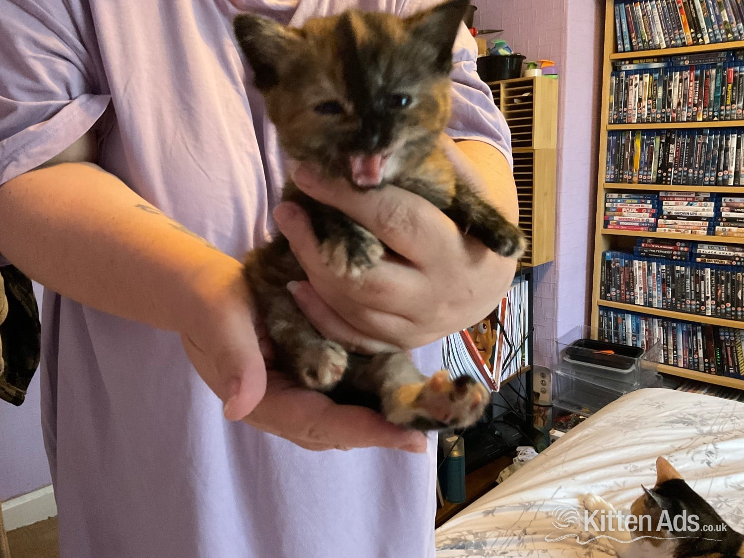 Two domestic kittens available  in {LOCATION}