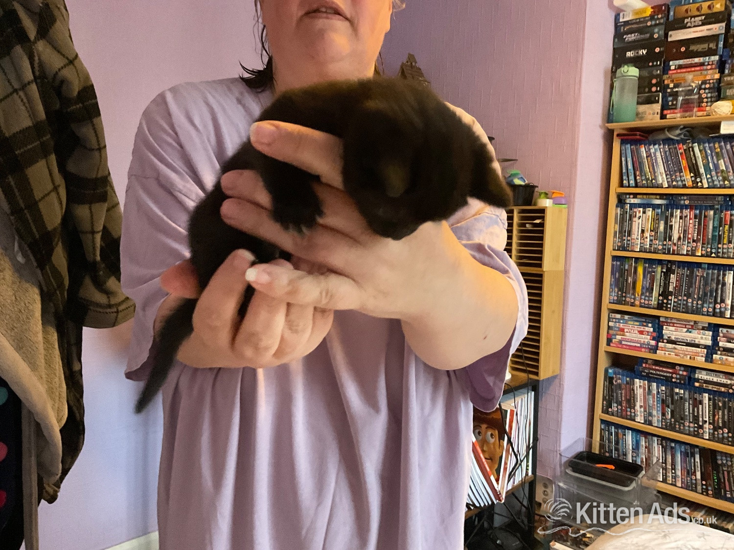  - Two domestic kittens available 