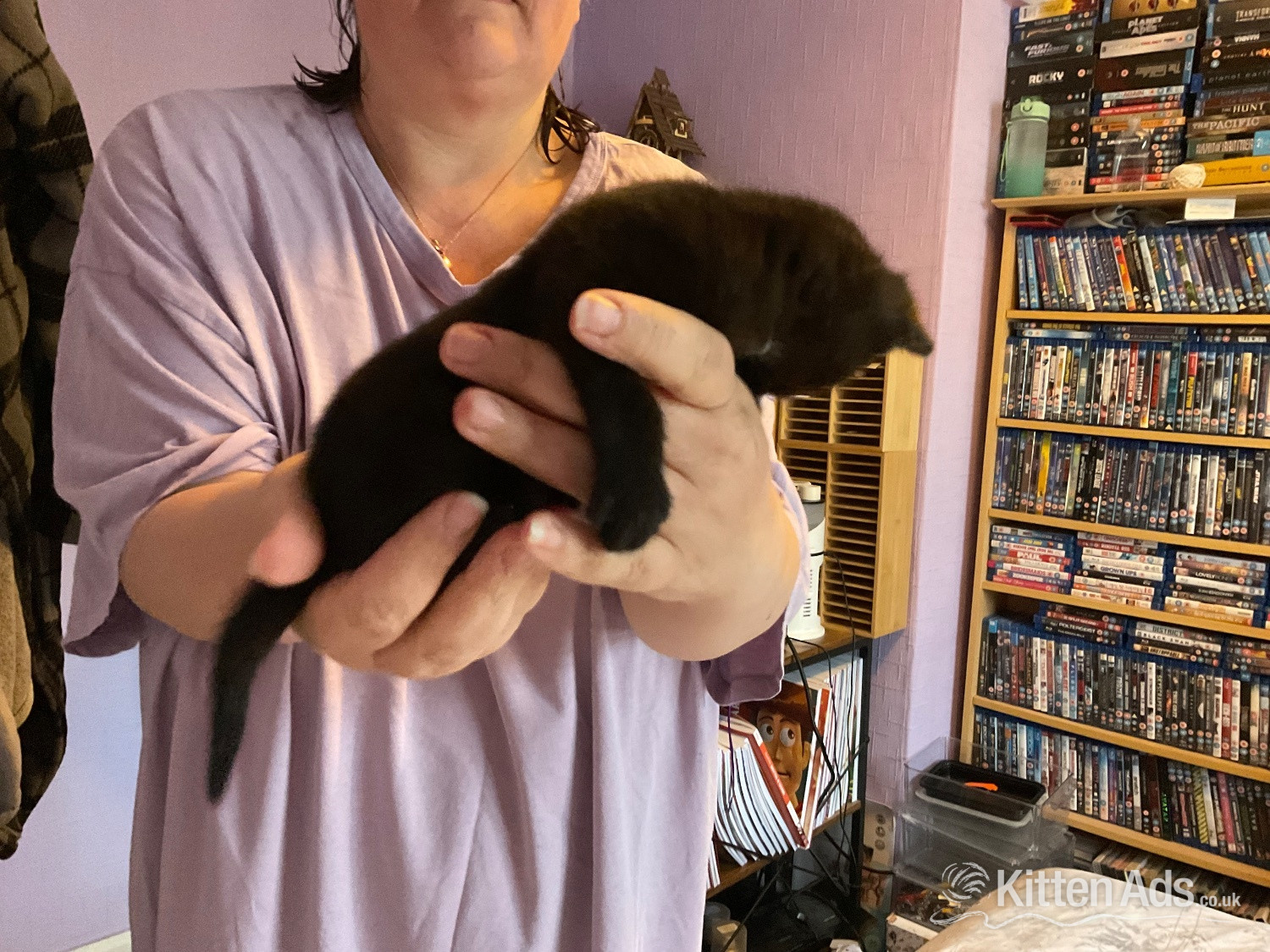Two domestic kittens available  - 