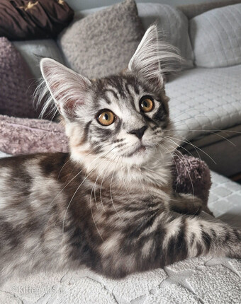Adorable kitten looking for new home