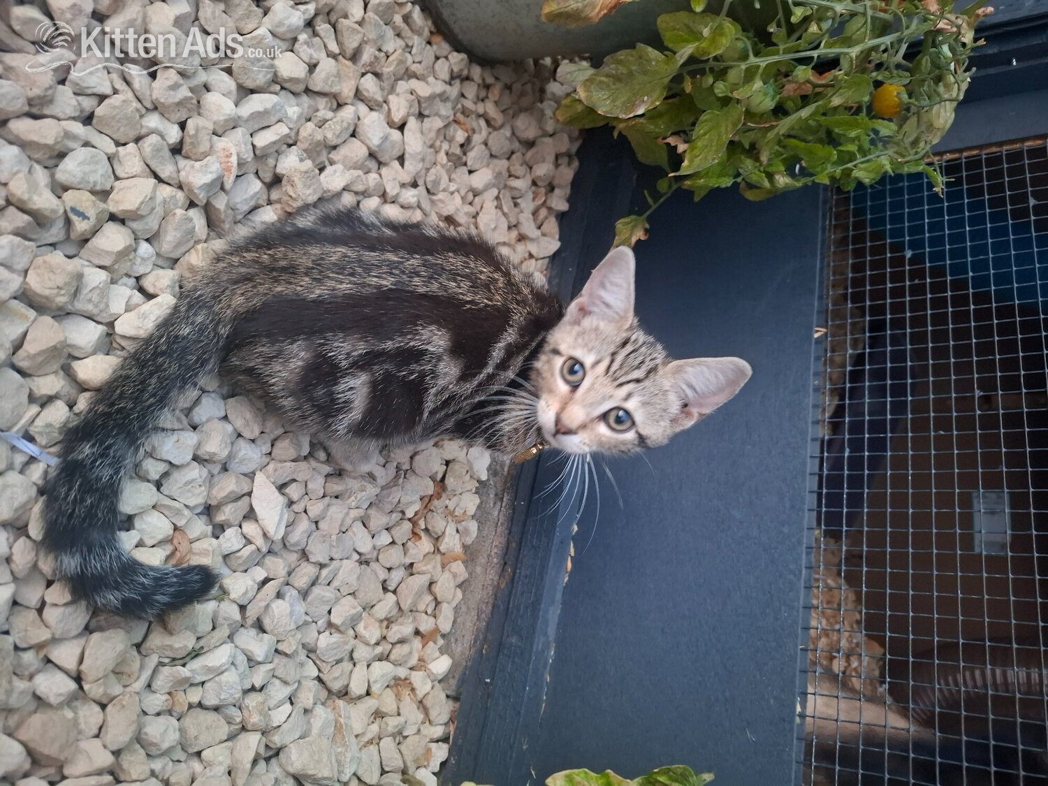2 x male kittens  in {LOCATION}
