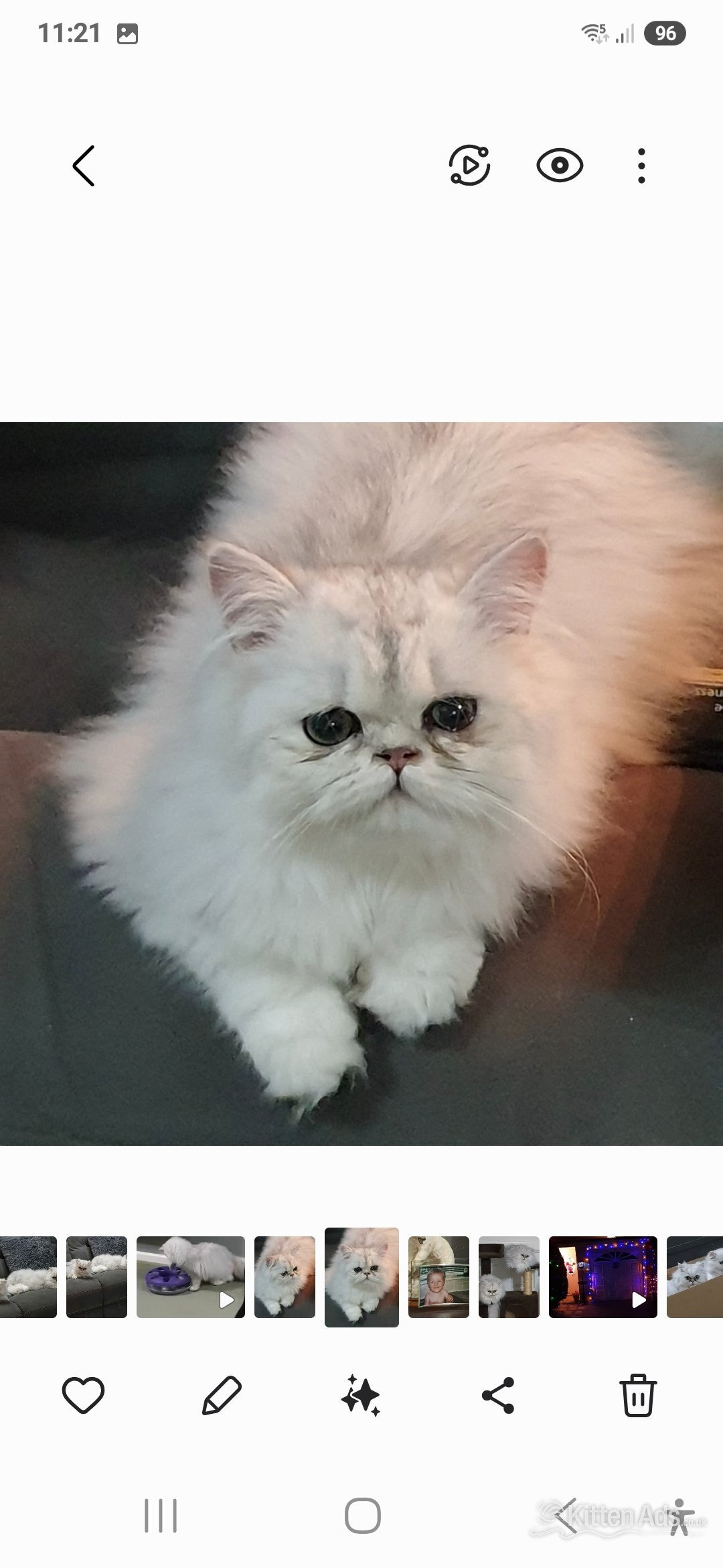 Stud Cat services  in {LOCATION}
