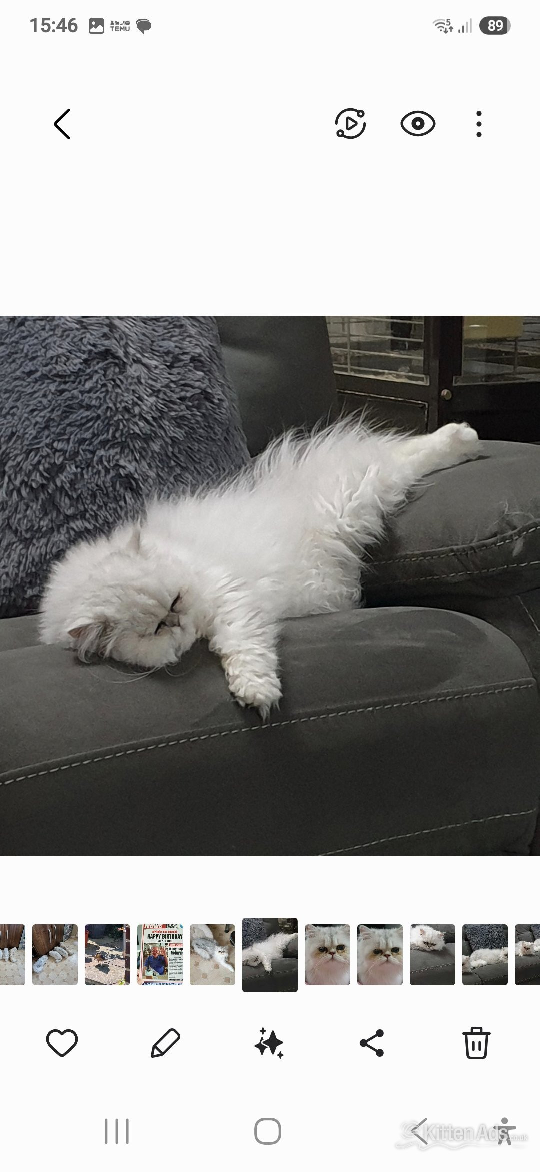 Persian Cats and Kittens