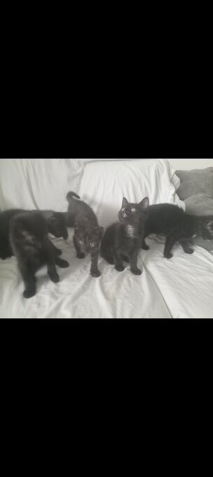 Superhero kittens needing super forever homes 