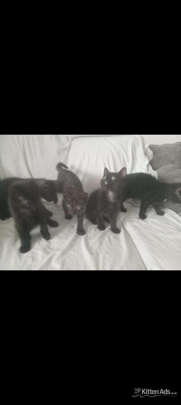 Superhero kittens needing super forever homes  in {LOCATION}