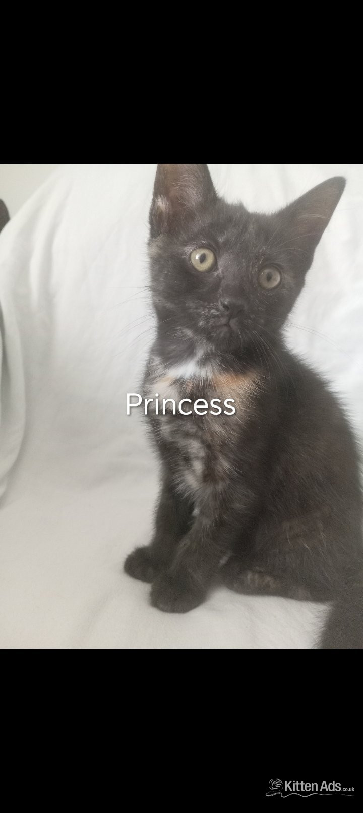  Cats and Kittens