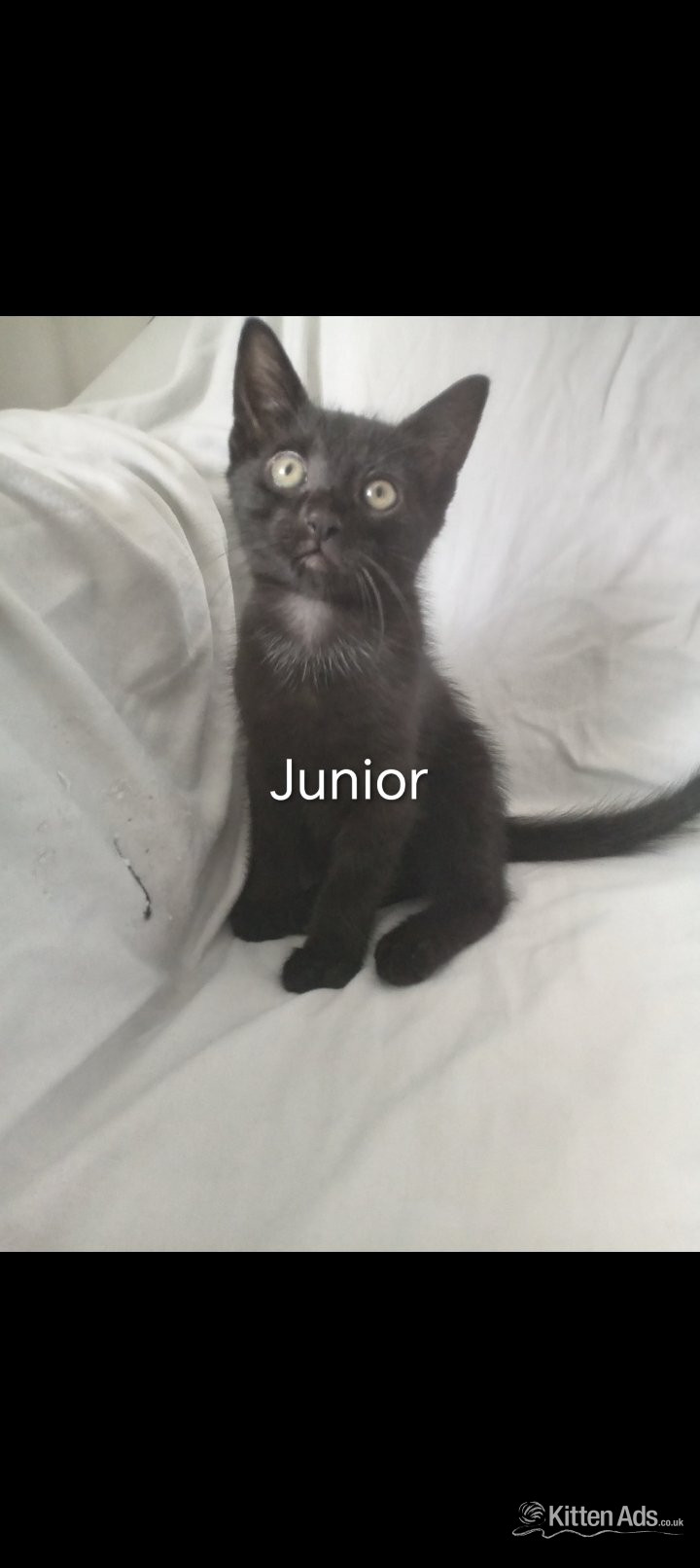  - Superhero kittens needing super forever homes 